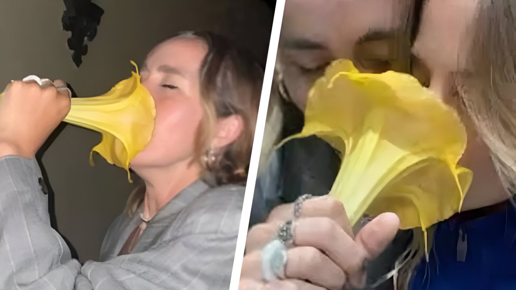 Una flor bella pero peligrosa: TikToker casi se envenena al oler una