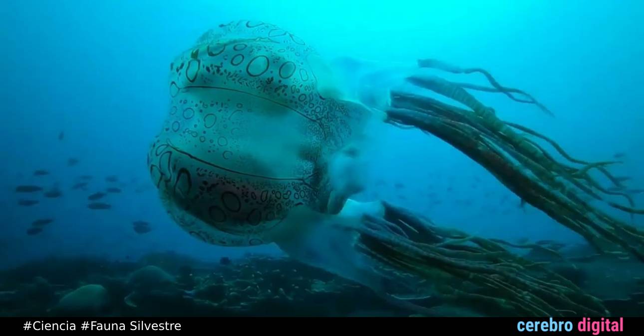 Una Medusa tan extraña que solo ha sido vista dos veces 1 Una Medusa tan extraña que solo ha sido vista dos veces