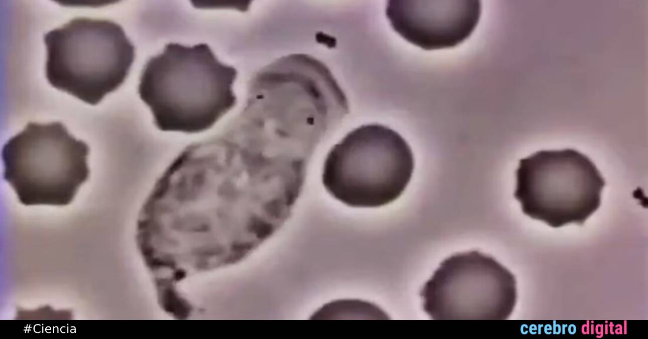 VIDEO: Así es como un glóbulo blanco persigue a una bacteria