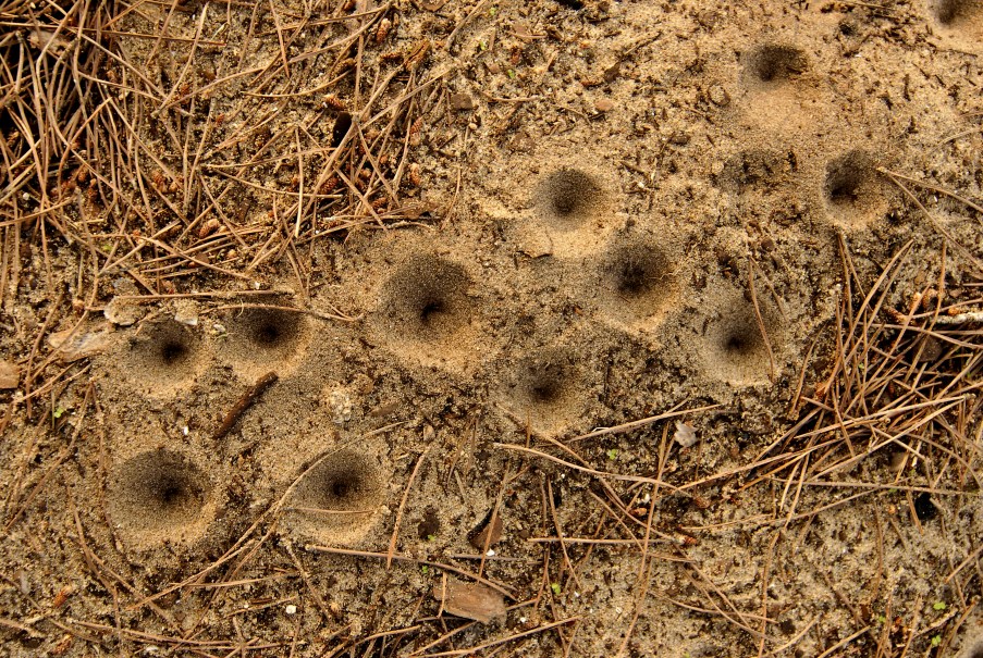 Estos son los animales que fabrican trampas para cazar o protegerse