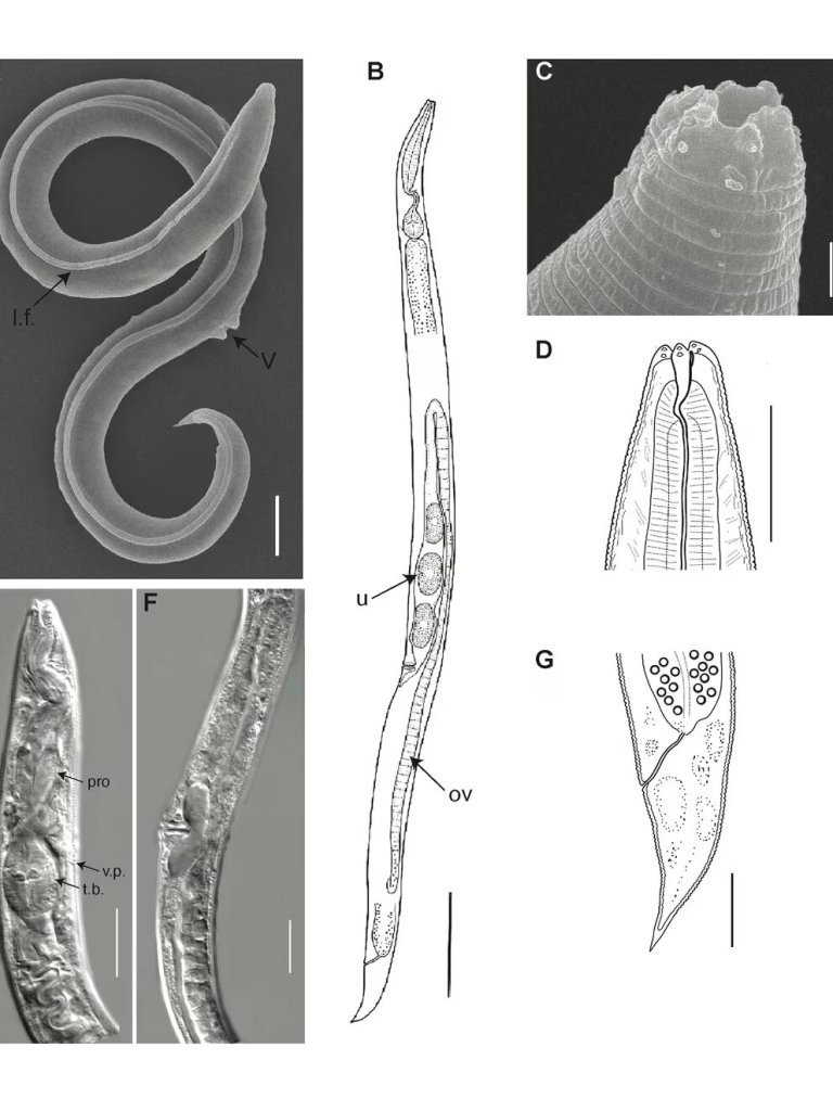 Un gusano que despertó después de 45.000 años en Siberia puede cambiar lo que conocemos de la evolución