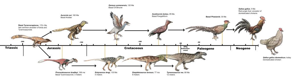 ¿Sabías que las gallinas y avestruces descienden del Tiranosaurios Rex? 