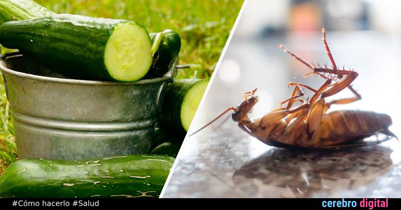 Cómo deshacerte de las cucarachas sin productos químicos ni insecticidas