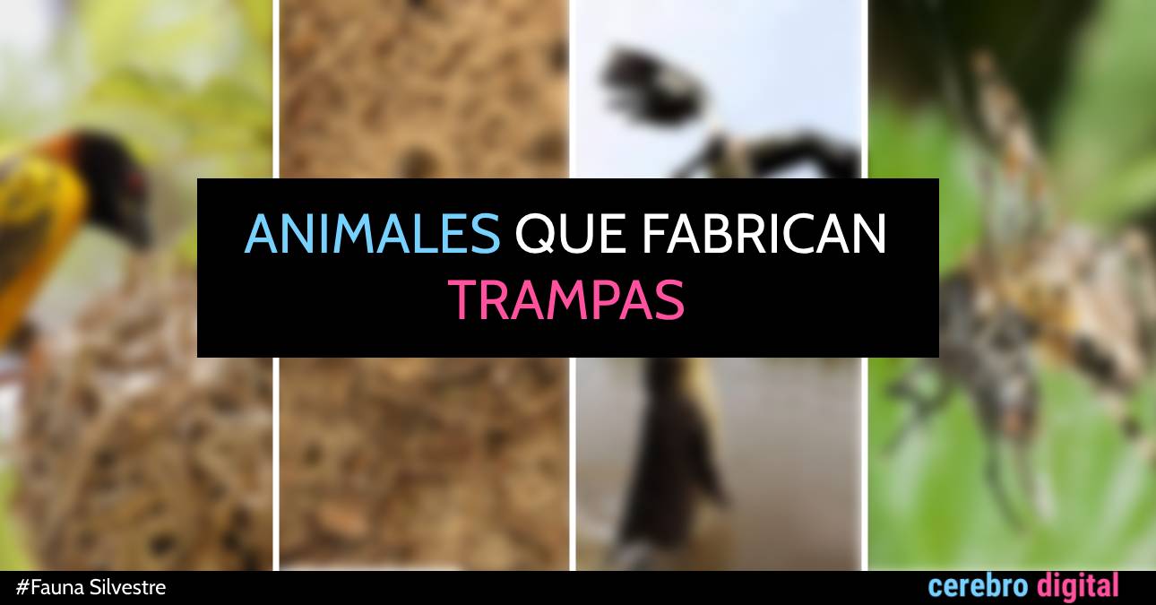 Estos son los animales que fabrican trampas para cazar o protegerse