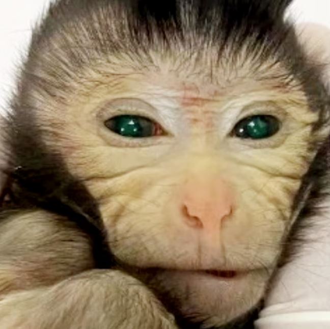 Los científicos crean por primera vez una quimera de mono utilizando el método de células madre 2 -