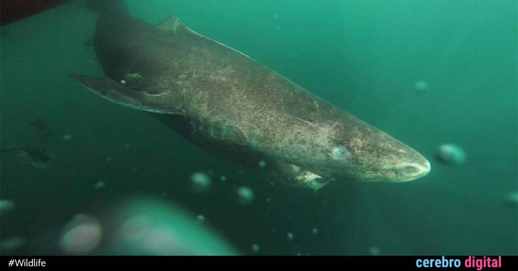 Greenland Shark Becomes the Oldest Vertebrate in the World