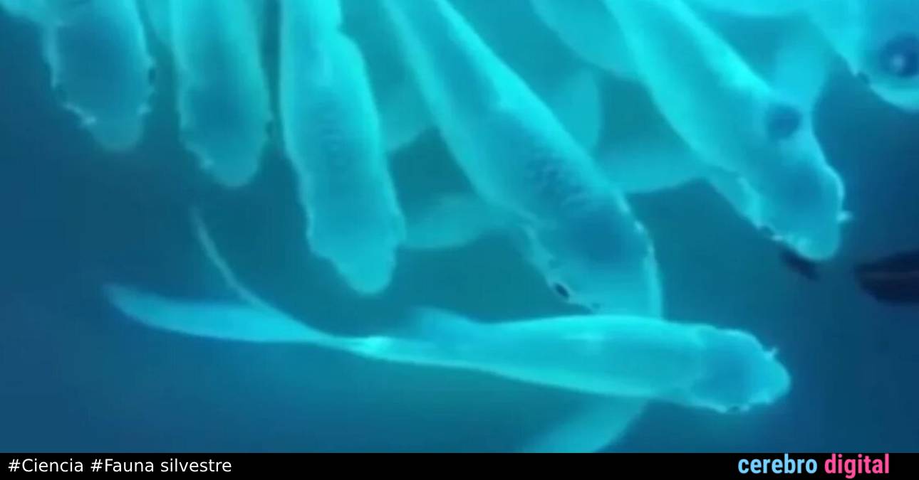 Introducen ADN de medusas a peces y se vuelven fluorescentes