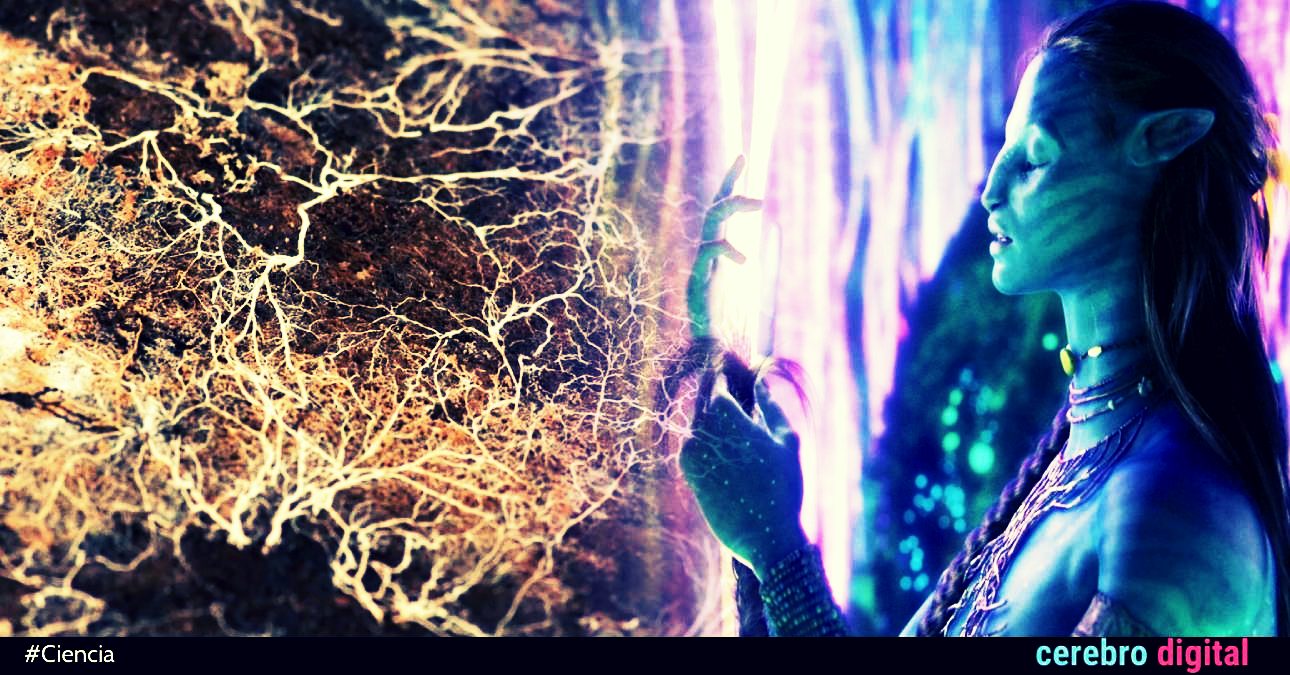 La conexión entre seres vivos de Avatar existe