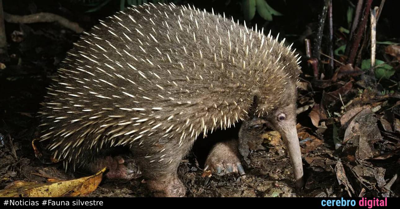 ¡Redescubierta! El mamífero más raro del mundo que se creía extinto es visto 60 años después