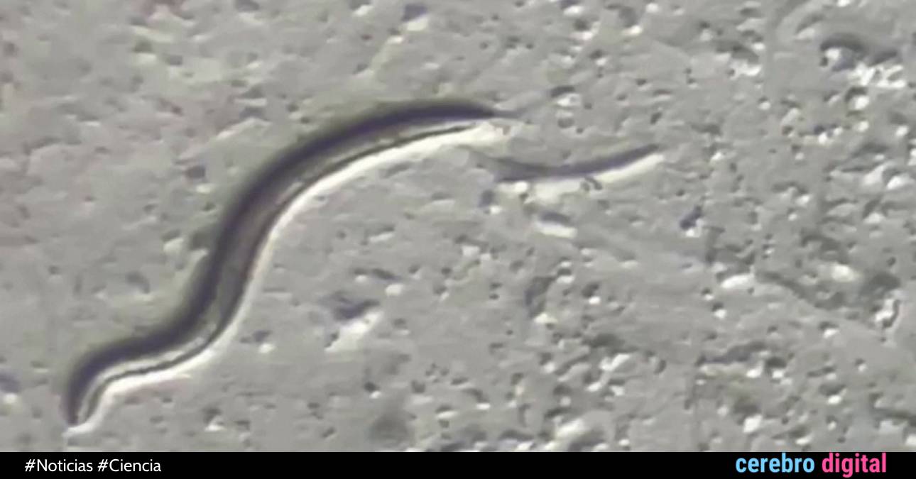 Un gusano que despertó después de 45.000 años en Siberia puede cambiar lo que conocemos de la evolución