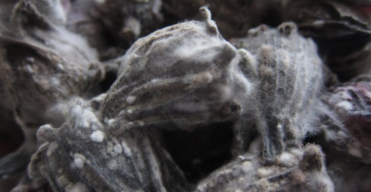 Millones de niños corren riesgo de contraer moho asesino en Reino Unido