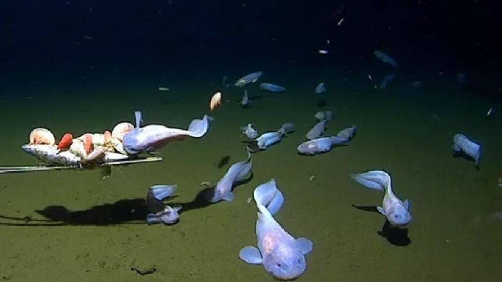 Científicos filman en Japón al pez a mayor profundidad hasta ahora en el fondo marino