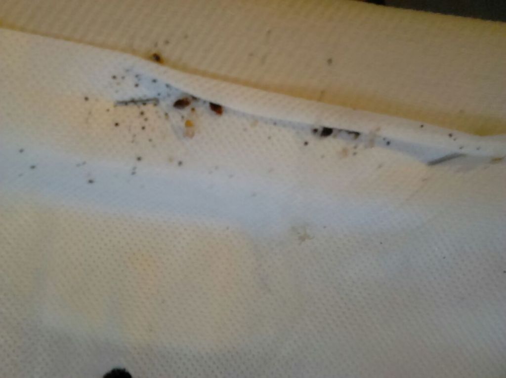 El truco definitivo para acabar con las chinches de la pared: Rápido y eficiente 