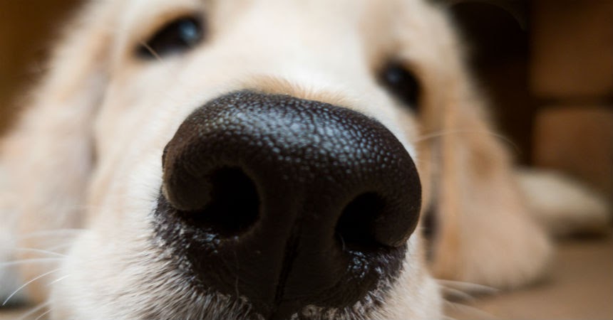 Los perros tienen un sentido desconocido hasta ahora: detectan calor con la nariz