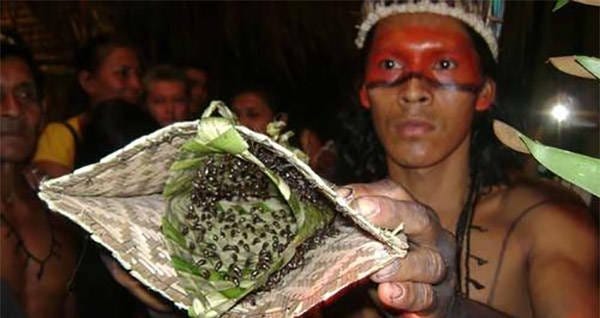 Así es la picadura de insecto más dolorosa del mundo