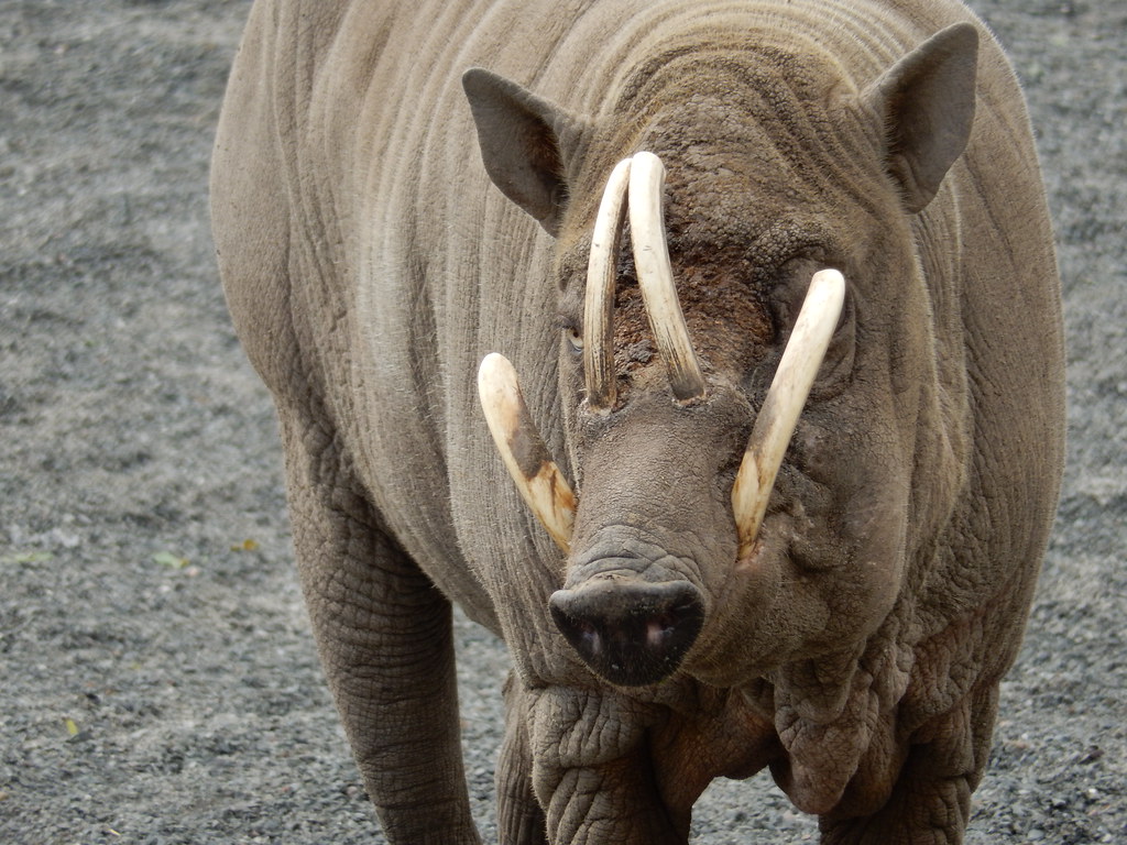 Animales extraños que no creerás que existen