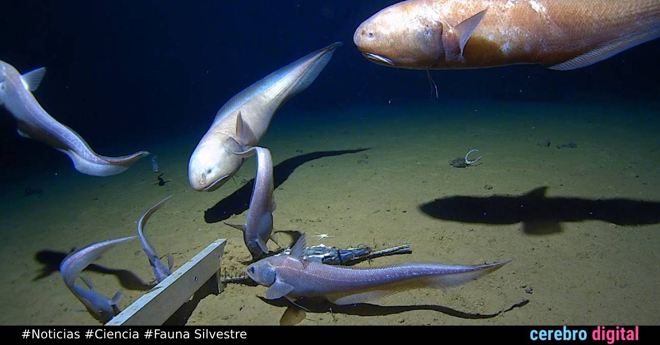 Científicos filman en Japón al pez a mayor profundidad hasta ahora en el fondo marino