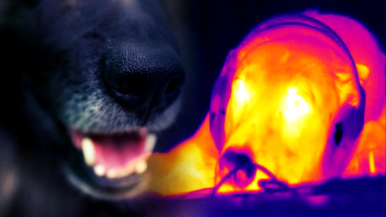 Los perros tienen un sentido desconocido hasta ahora: detectan calor con la nariz