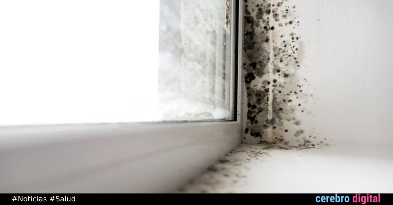 Millones de niños corren riesgo de contraer “moho asesino” en Reino Unido
