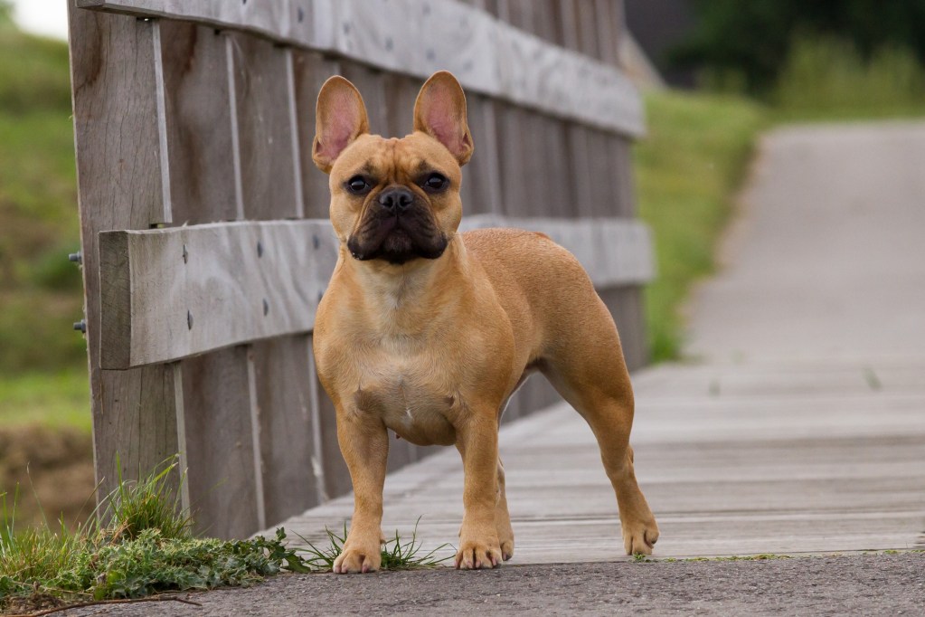 Criadores rediseñan la cara del Bulldog Francés para hacerlo más saludable