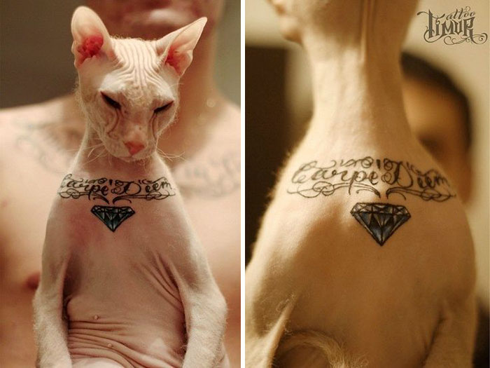 Este tatuador ruso le hizo 4 tatuajes a su gato sin pelo, y la gente está furiosa