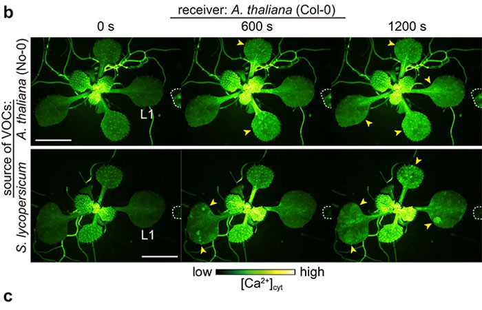 VIDEO: Plantas hablando hacen que las redes sociales reconsideren lo que pensaban sobre la vida