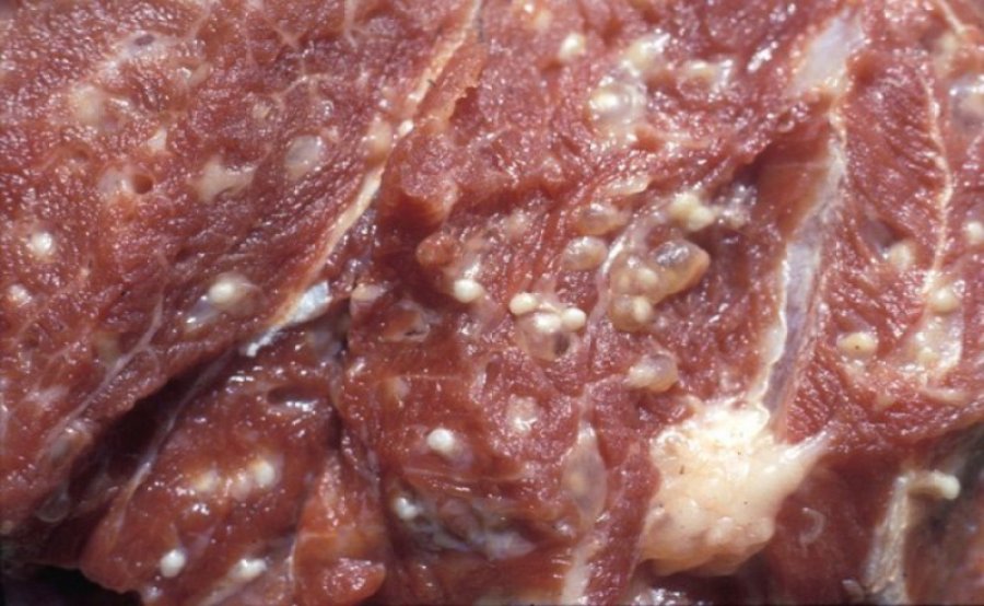 Descubre la Triquinosis: cuando una persona se infecta con gusanos parásitos por comer carne de cerdo cruda