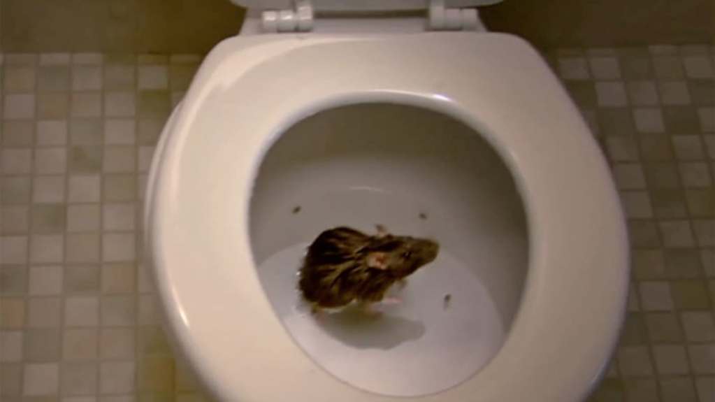 4 Criaturas que pueden arrastrarse a través de la tubería del baño y cómo detenerlas