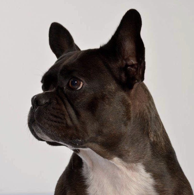 Criadores rediseñan la cara del Bulldog Francés para hacerlo más saludable