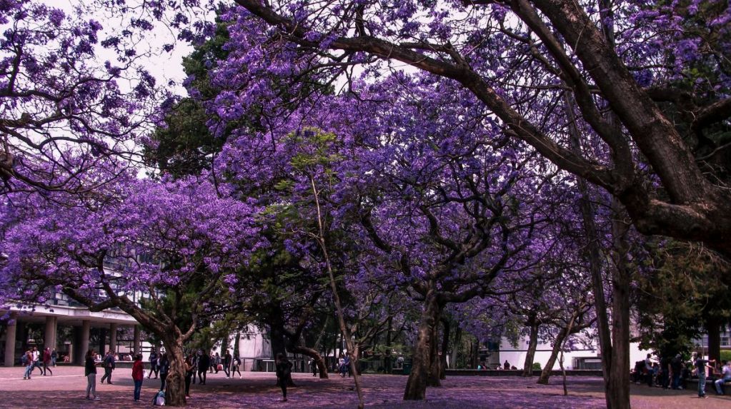 Las jacarandas están floreciendo antes de tiempo en CdMx y enciende todas las alarmas de alerta 