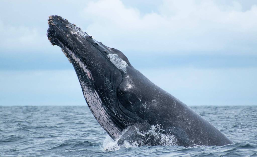 Un buceador de langostas de Cape Cod fue tragado por una ballena jorobada y luego escupido