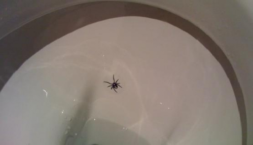 4 Criaturas que pueden arrastrarse a través de la tubería del baño y cómo detenerlas