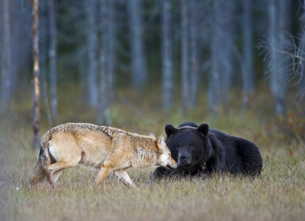 La misteriosa amistad entre un lobo y un oso que documentó un fotógrafo