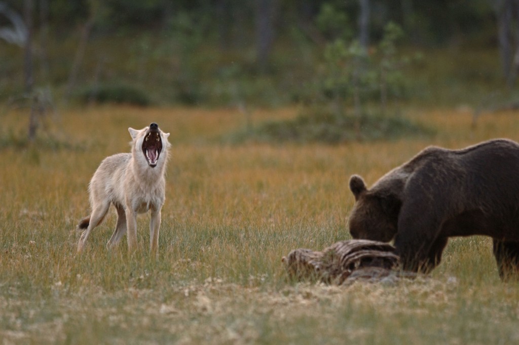La misteriosa amistad entre un lobo y un oso que documentó un fotógrafo