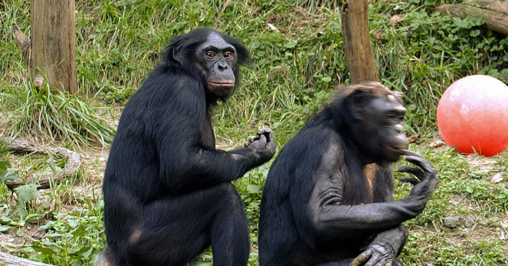 Asombrosa Historia de Memoria a Largo Plazo: Una Bonobo que Recuerda a su Hermana Después de casi Tres Decadas 1 -