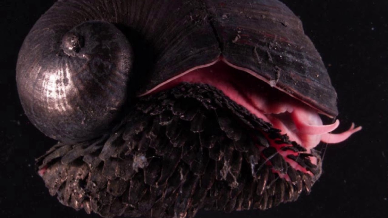 caracol de pie escamoso