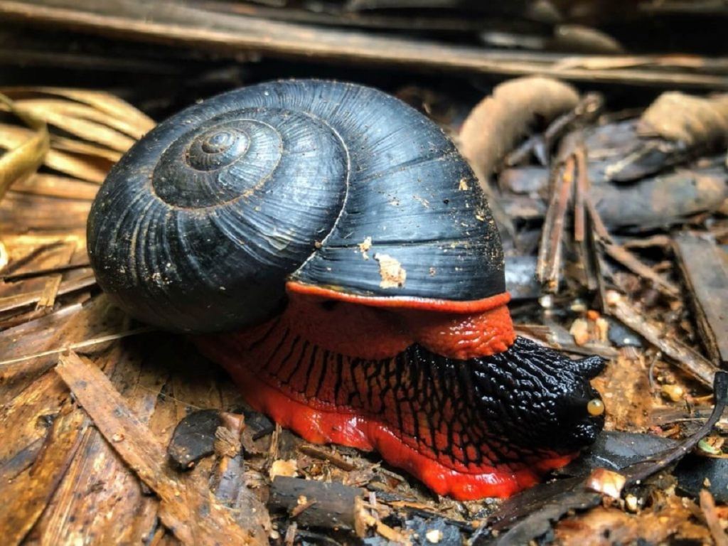 caracol de pie escamoso