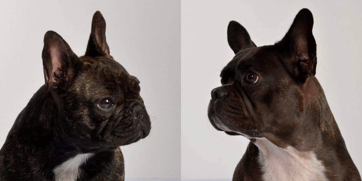 Criadores rediseñan la cara del Bulldog Francés para hacerlo más saludable