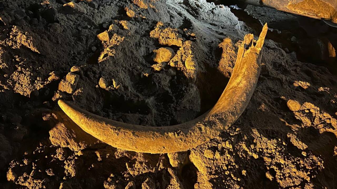 Encuentran bajo tierra un colmillo de mamut en Dakota del Norte
