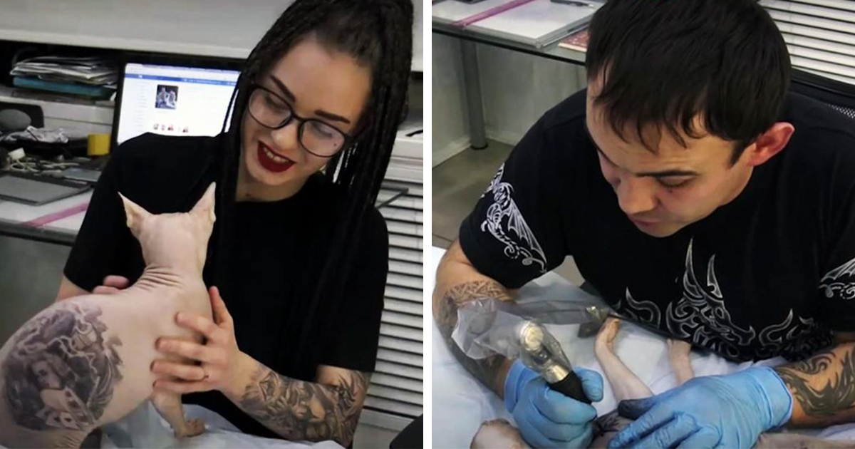 Este tatuador ruso le hizo 4 tatuajes a su gato sin pelo, y la gente está furiosa