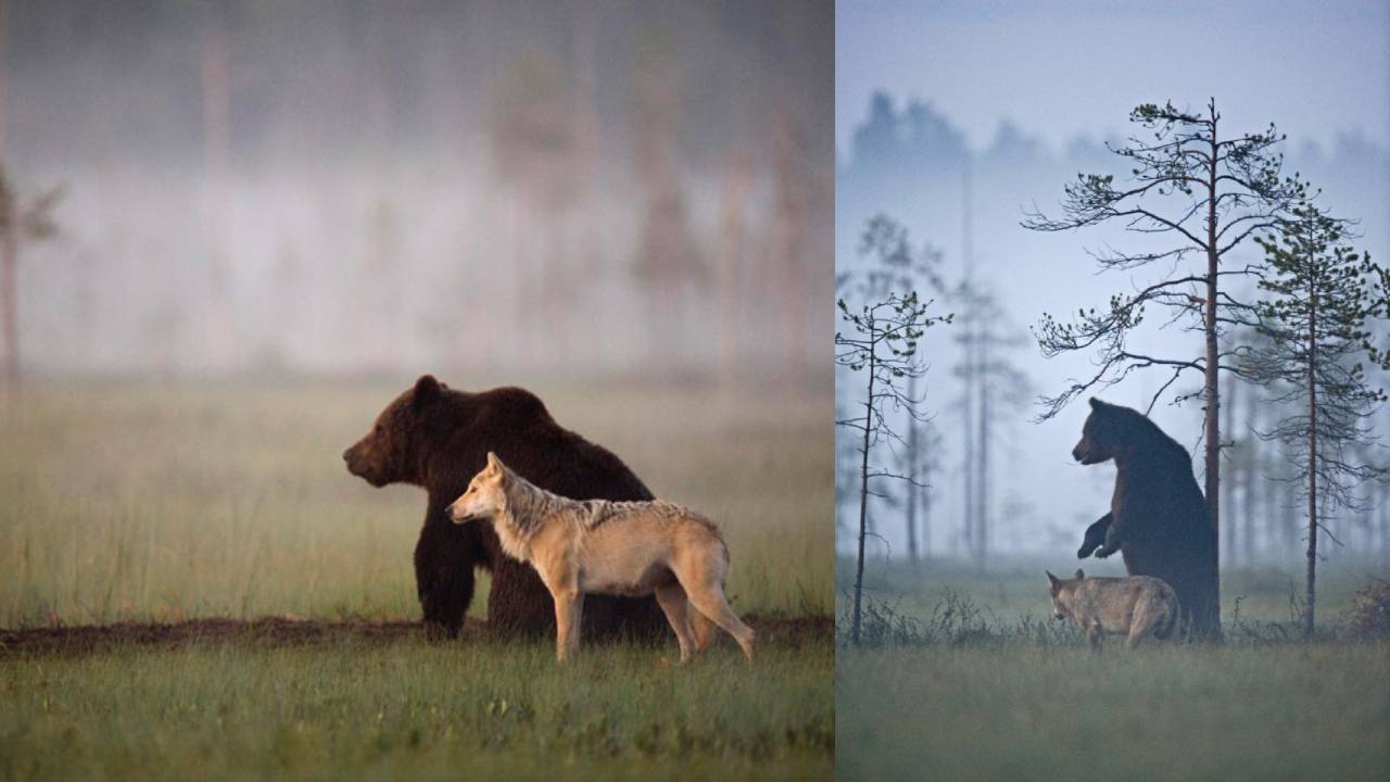 La misteriosa amistad entre un lobo y un oso que documentó un fotógrafo