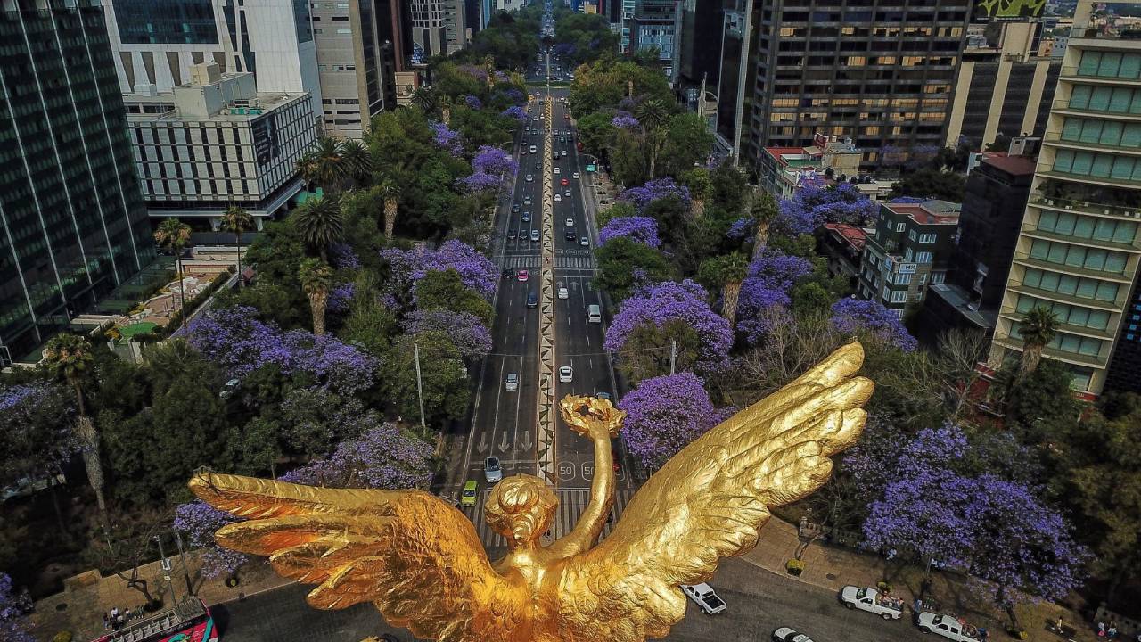 Las jacarandas están floreciendo antes de tiempo en CdMx y enciende todas las alarmas de alerta