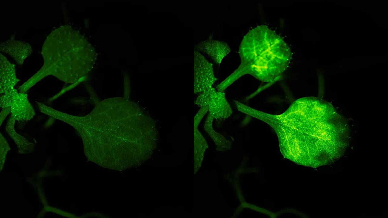 VIDEO: Plantas hablando hacen que las redes sociales reconsideren lo que pensaban sobre la vida