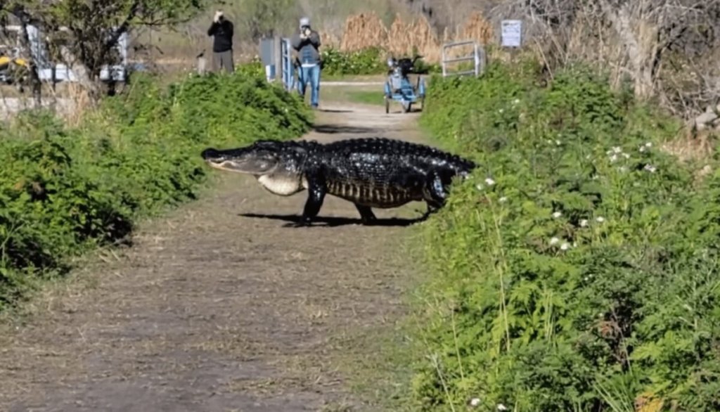 VIDEO: Un monstruoso caimán aparece en el camino de un hombre 