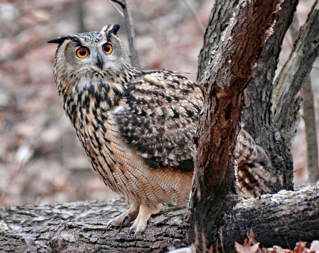 Flaco, el búho real euroasiático que escapó del Zoológico de Central Park, murió
