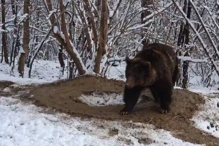 La jaula imaginaria en la que sigue una osa que estuvo 20 años encerrada
