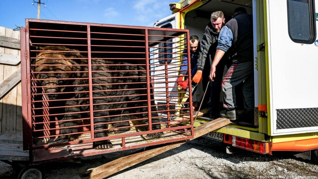 La jaula imaginaria en la que sigue una osa que estuvo 20 años encerrada