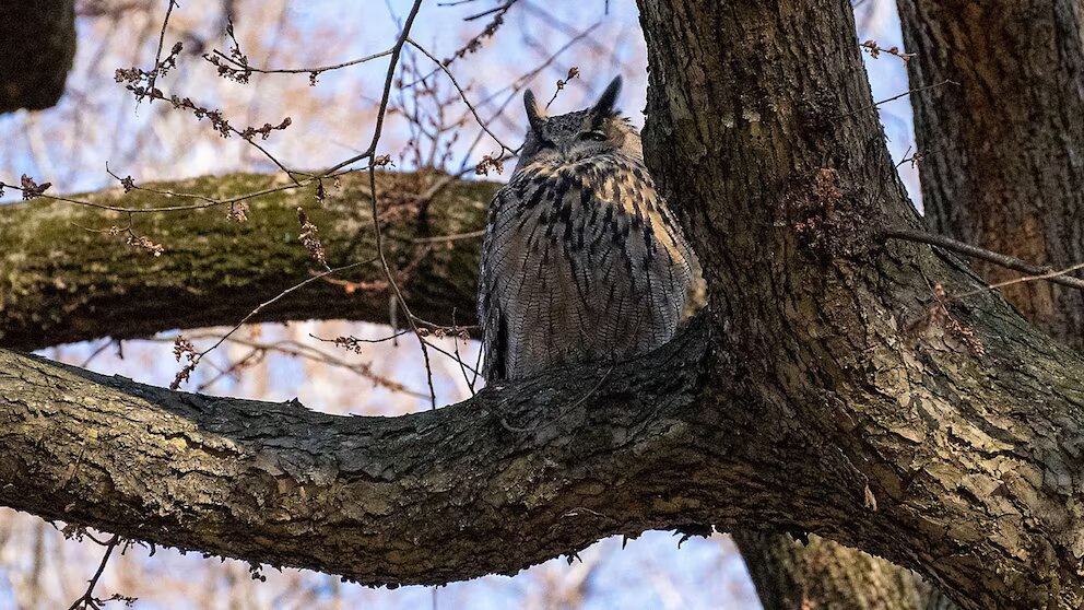 Flaco, el búho real euroasiático que escapó del Zoológico de Central Park, murió