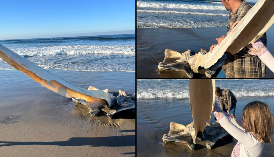 Misterioso Cráneo de Enorme Criatura Marina Aparece en una Playa de California