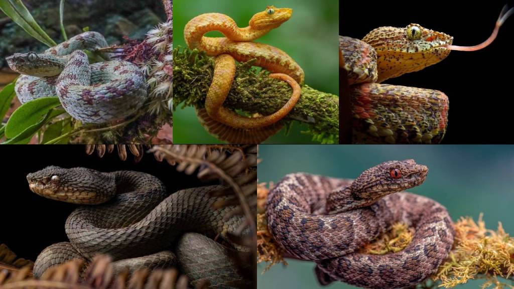 Descubren 5 nuevas especies de víboras de pestañas en Colombia y Ecuador